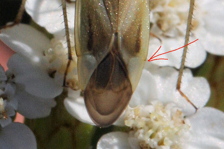 Lygaeidae: Paromius gracilis della Lombardia (MI)